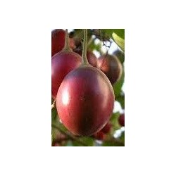 Tamarillo - tomate de Ã¡rbol
