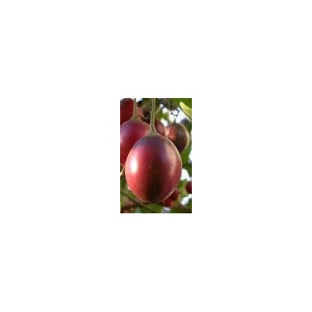 Tamarillo - tomate de Ã¡rbol
