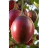 Tamarillo - tomate de Ã¡rbol