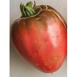 tomate corazon negro de Brad