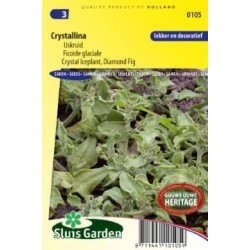 barrilla, escarcha (Mesembryanthemum crystallinum)