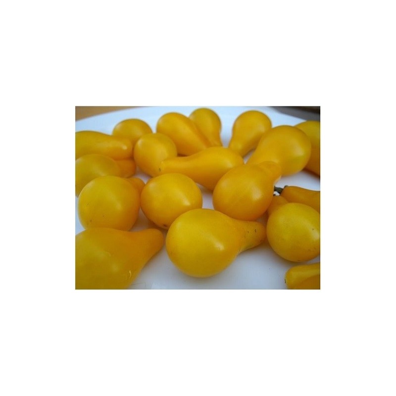 tomate bombilla amarillo