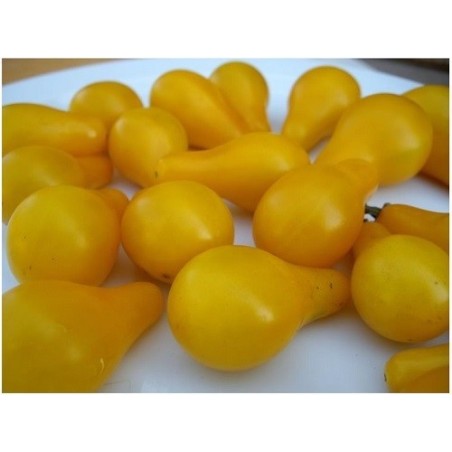 tomate bombilla amarillo