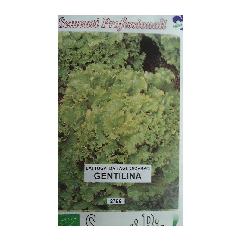 lechuga gentilina (semillas ecolÃ³gicas)