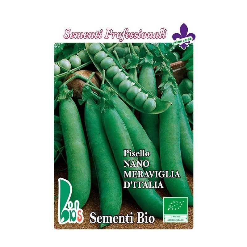 guisante maravilla de Italia - semillas ecolÃ³gicas