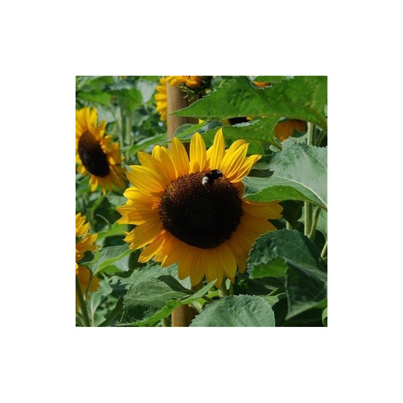 girasol Titan - semillas no tratadas