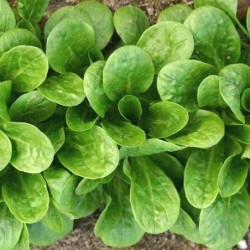 canonigo vit (semillas no tratadas)