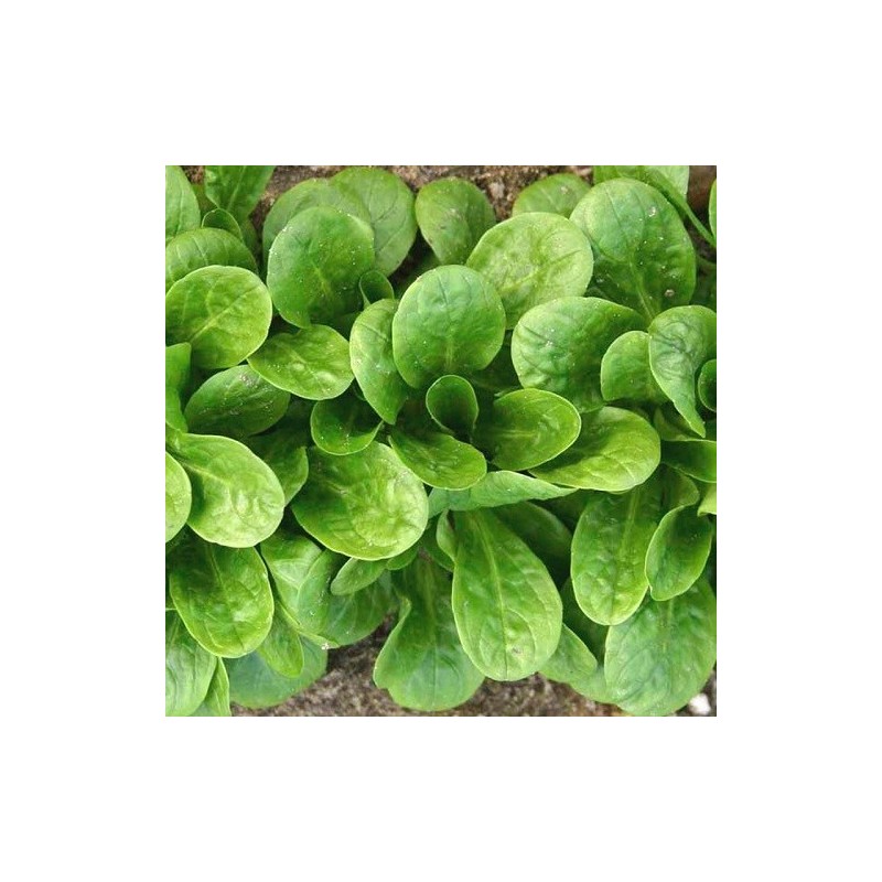 canonigo vit (semillas no tratadas)