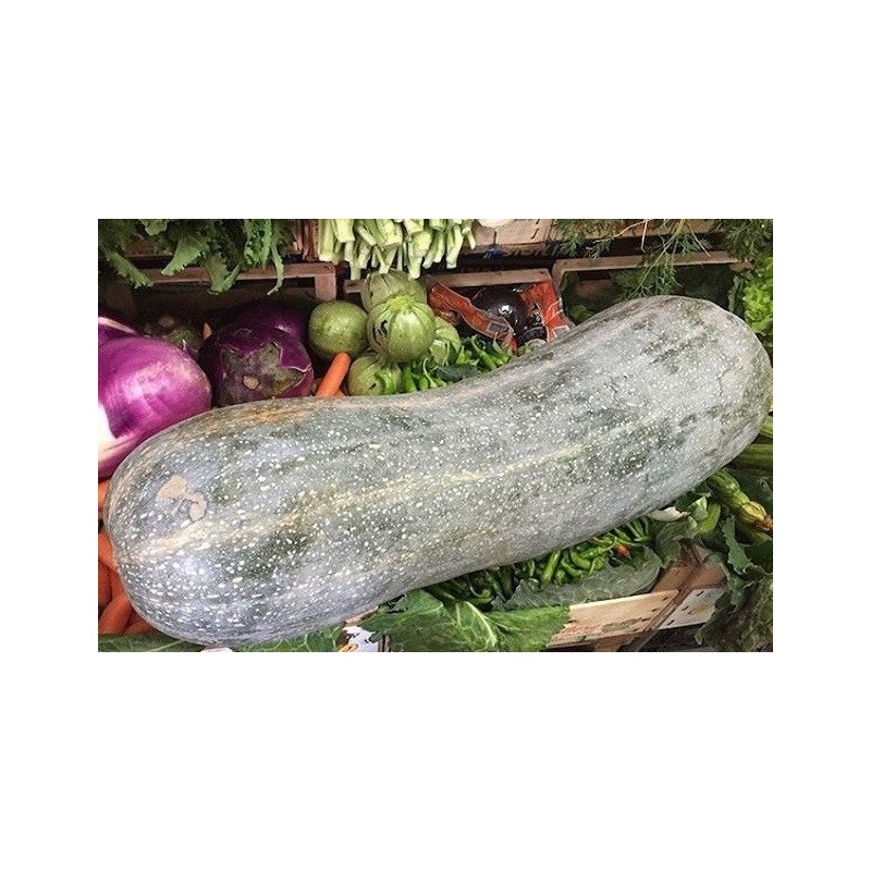 calabaza larga de Napoles - semillas no tratadas