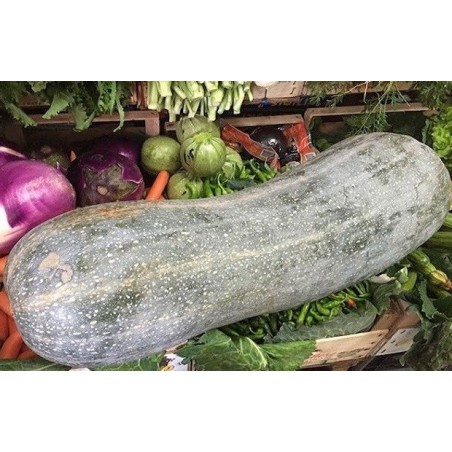 calabaza larga de Napoles - semillas no tratadas