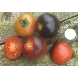 tomate Indigo Rose (semillas ecolÃ³gicas)