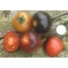 tomate Indigo Rose (semillas ecolÃ³gicas)