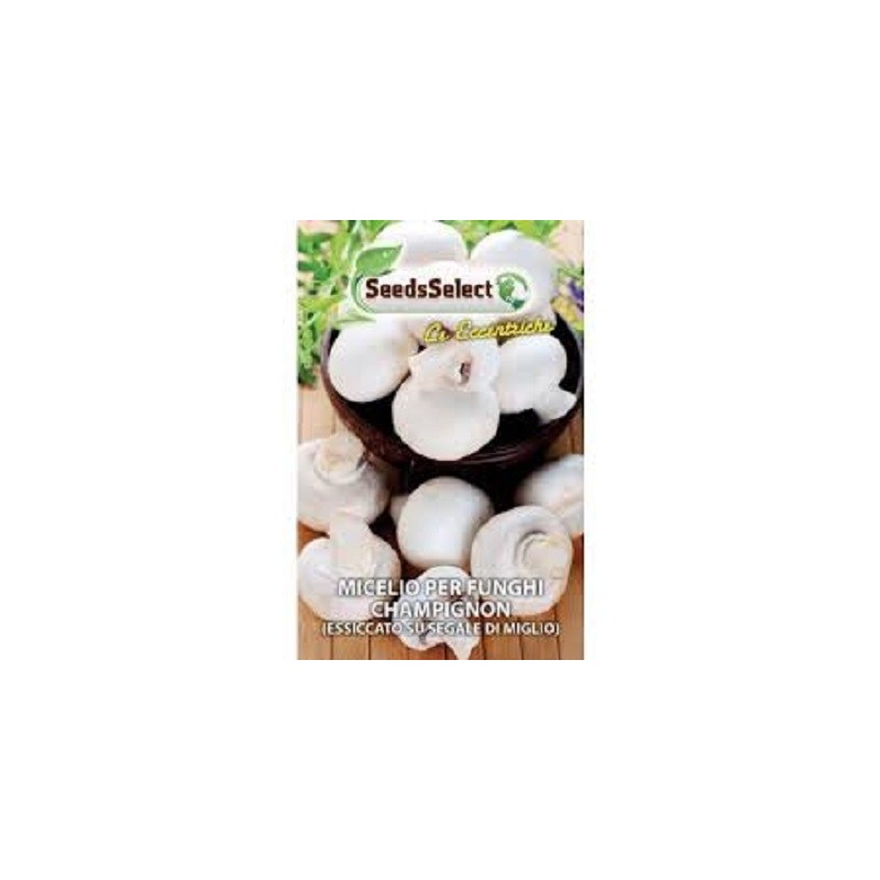 micelio de champiÃ±ones ( Agaricus bisporus)