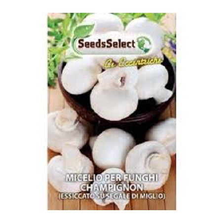 micelio de champiÃ±ones ( Agaricus bisporus)