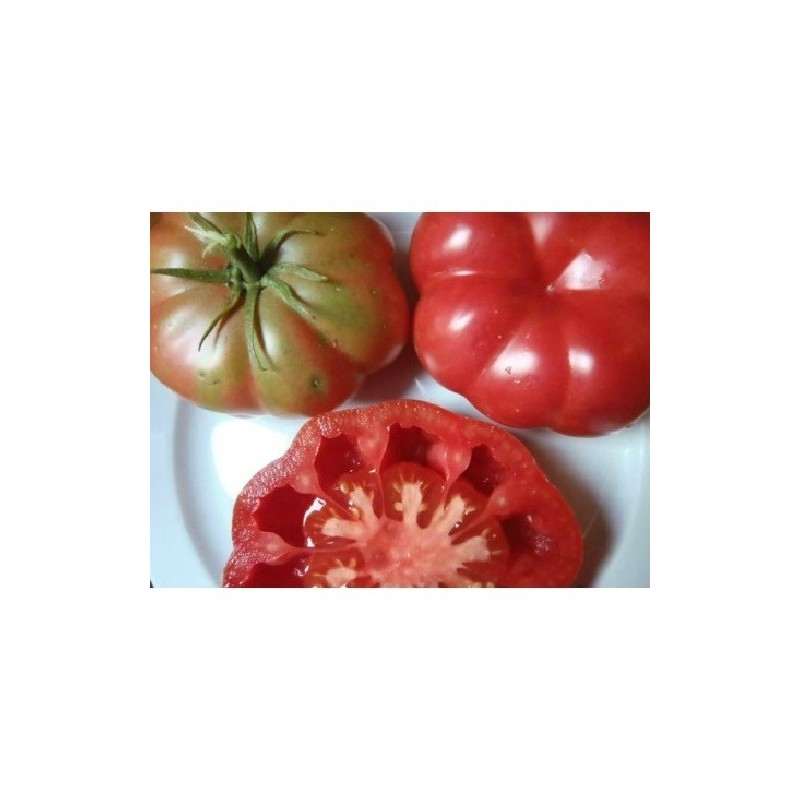 tomate rosa de Mura semillas ecolÃ³gicas