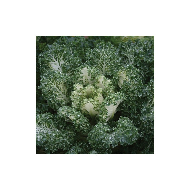 kale Emerald Ice (semillas sin tratamiento)