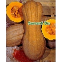 calabaza butternut lisa