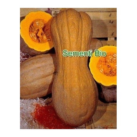 calabaza butternut lisa