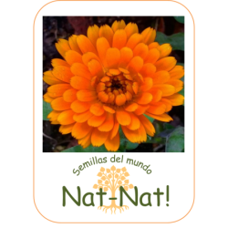 calendula naranja doble (Calendula officinalis)