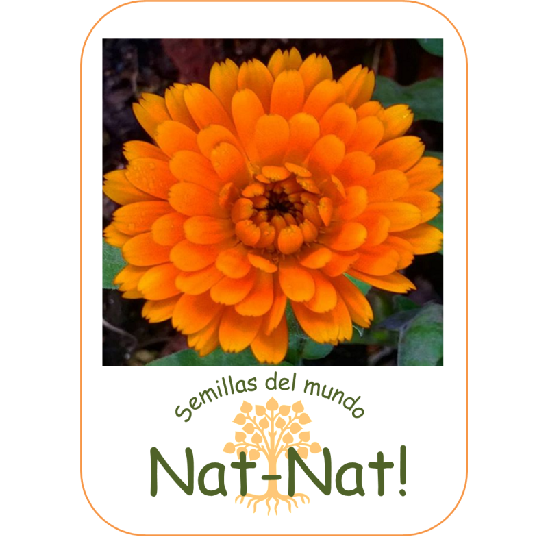 calendula naranja doble (Calendula officinalis)