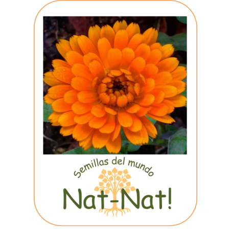 calendula naranja doble (Calendula officinalis)