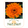 calendula naranja doble (Calendula officinalis)