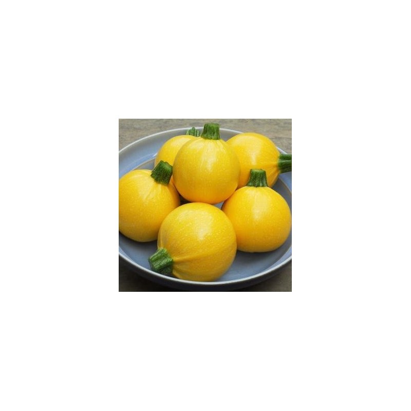 calabacin one ball (semillas sin tratamiento)