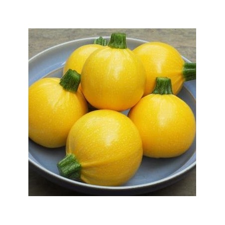 calabacin one ball (semillas sin tratamiento)