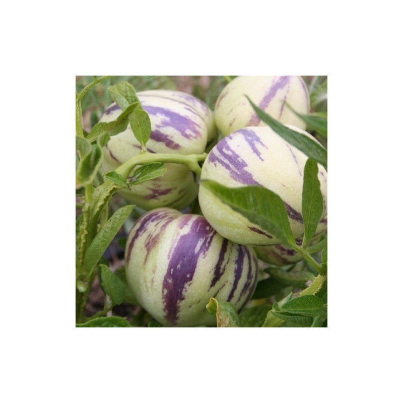 pera melÃ³n pepino (Solanum muricatum) - semillas no tratadas