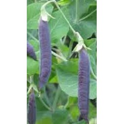 guisante morado blauschokker (semillas ecolÃ³gicas)