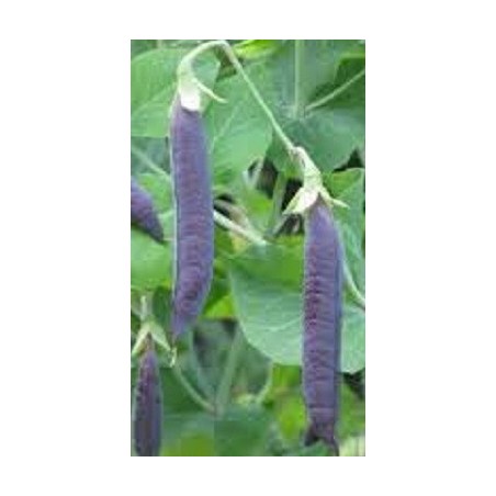 guisante morado blauschokker (semillas ecolÃ³gicas)