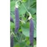 guisante morado blauschokker (semillas ecolÃ³gicas)