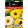 calendula pacific beauty (Calendula officinalis)