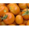 Tomate jaune flamme