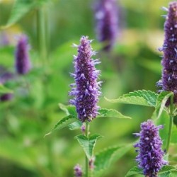 semillas ecolÃ³gicas de Agastache rugosa - menta coreana