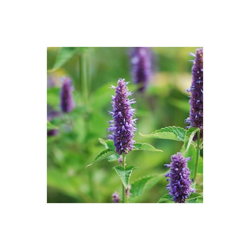 semillas ecolÃ³gicas de Agastache rugosa - menta coreana