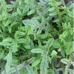 rucula lengua de dragÃ³n (semillas sin tratamiento)