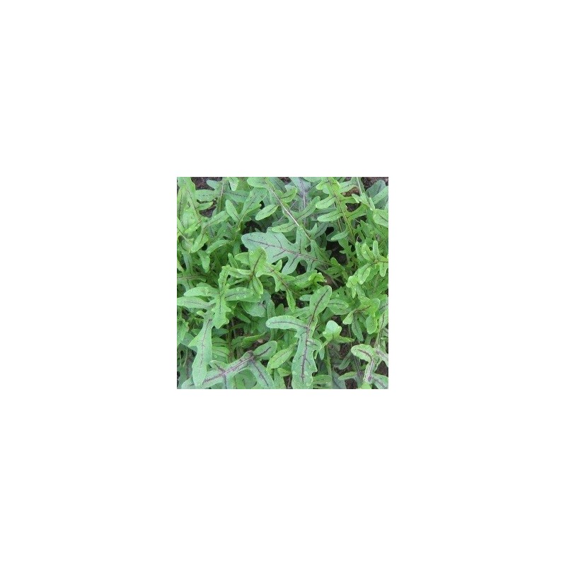 rucula lengua de dragÃ³n (semillas sin tratamiento)