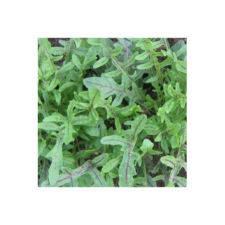 rucula lengua de dragÃ³n (semillas sin tratamiento)