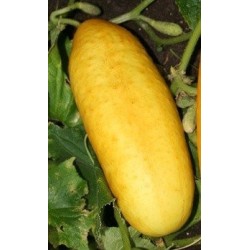 pepino amarillo gele tros (semillas ecolÃ³gicas)