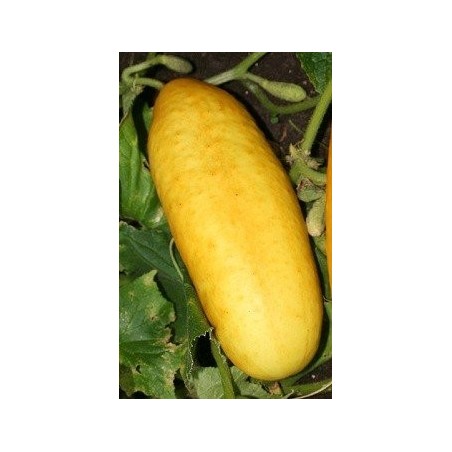 pepino amarillo gele tros (semillas ecolÃ³gicas)