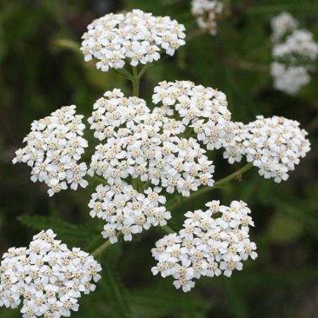 milenrama (Achillea millefolium) - semilolas no tratadas