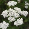 milenrama (Achillea millefolium) - semilolas no tratadas