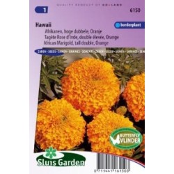 tagete naranja doble Hawaii (Tagetes erecta)