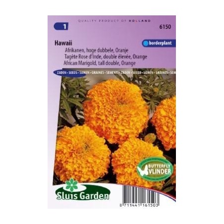 tagete naranja doble Hawaii (Tagetes erecta)