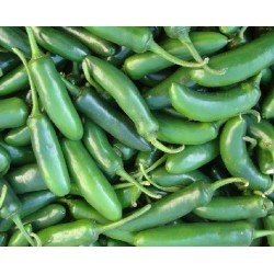 pimiento serrano - semillas no tratadas