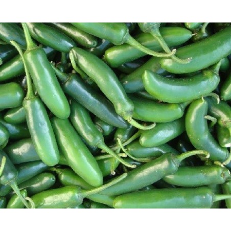 pimiento serrano - semillas no tratadas