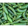 pimiento serrano - semillas no tratadas