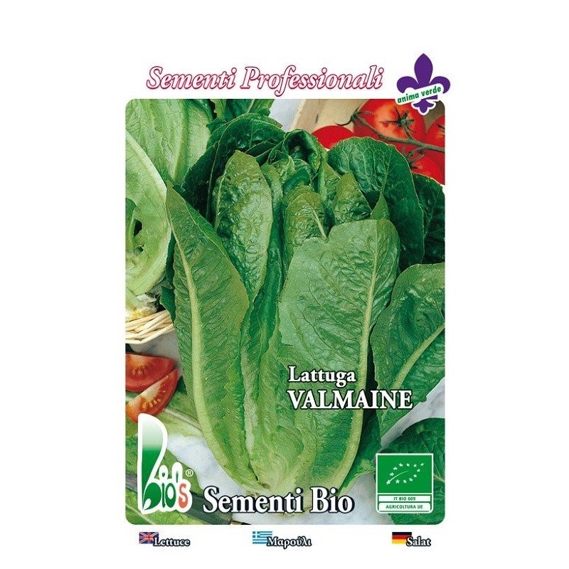 lechuga romana Valmaine - semillas ecologicas