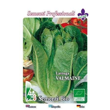 lechuga romana Valmaine - semillas ecologicas